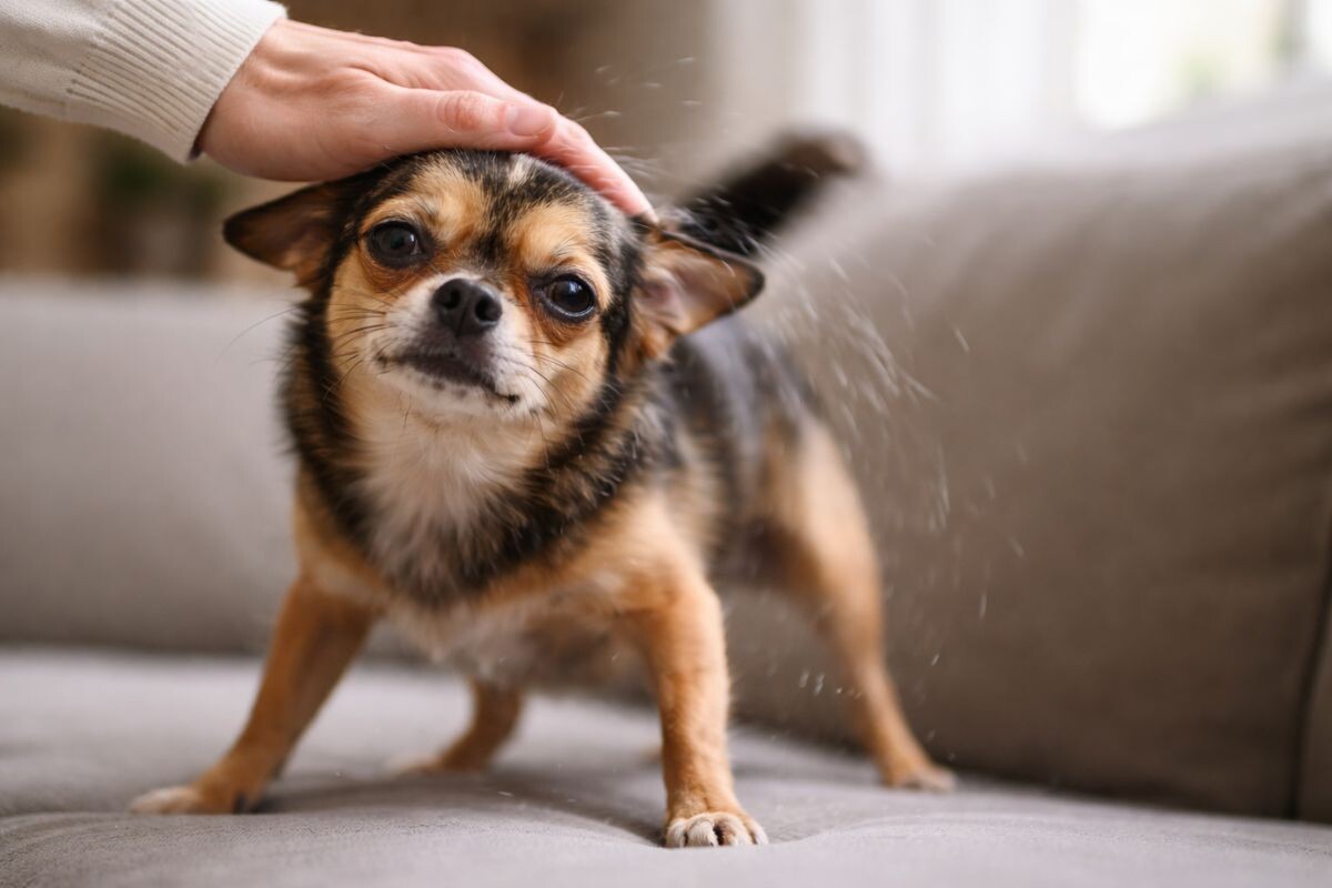 Собака встряхивается после поглаживания