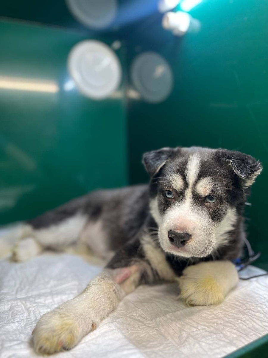 Аленка в клинике 🙏