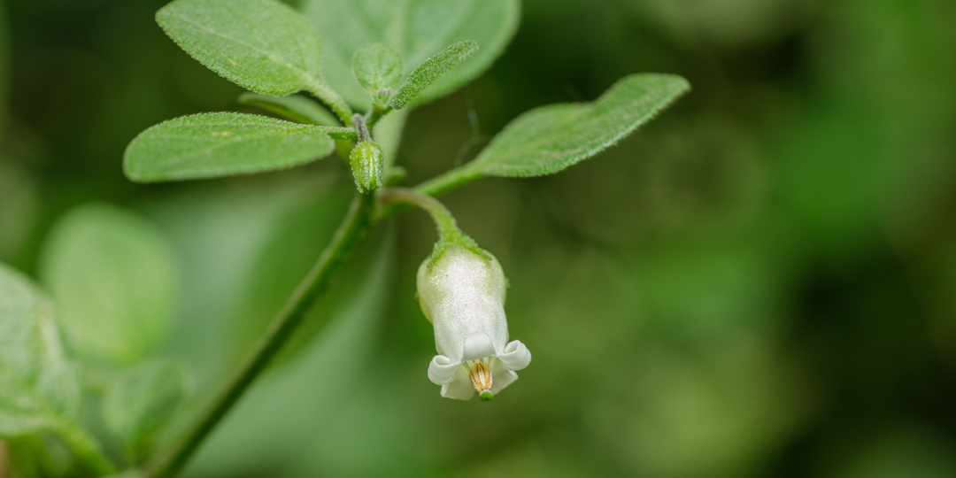 Ландыш пампасов, который можно съесть — мой странный опыт с сальпихроа