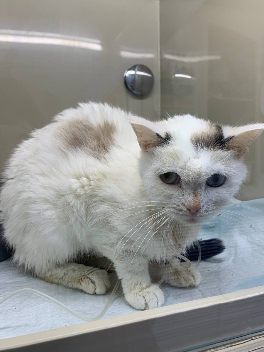 Рада на стационаре в ветклинике