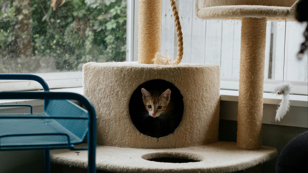    Из любого котокафе, как и из приюта, можно забрать кошку