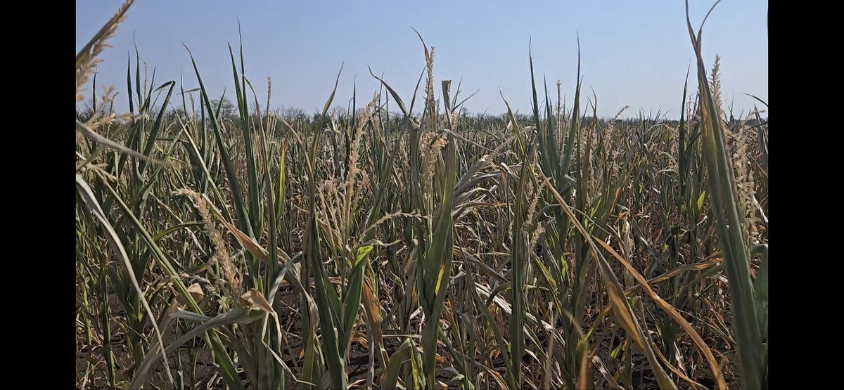 Засуха способна уничтожить все наши труды 