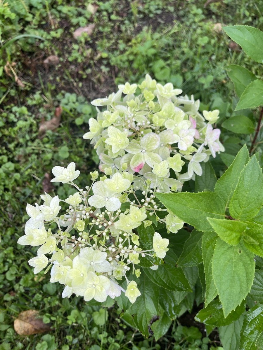 Фото от 5 августа