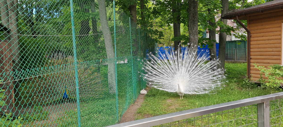 СПб Ленинградский зоопарк