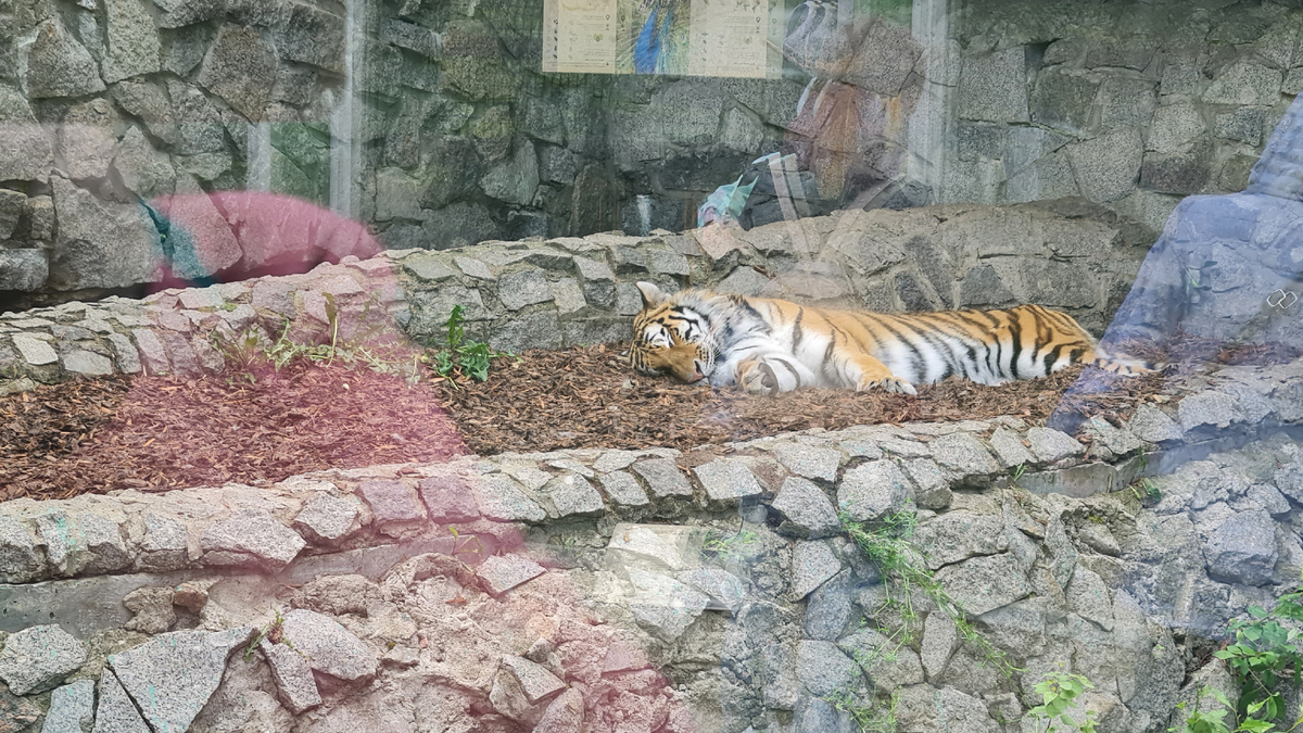 СПб Ленинградский зоопарк