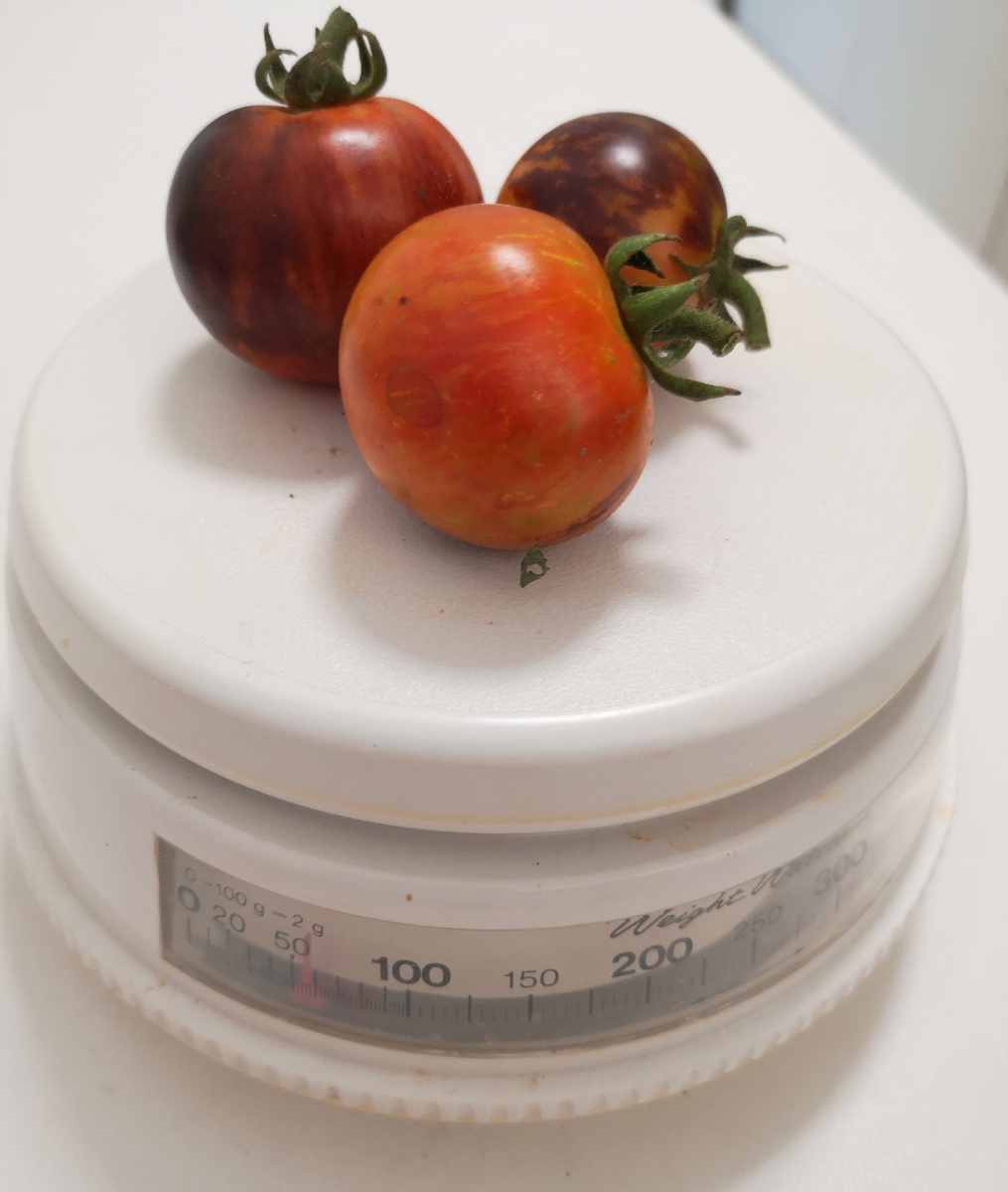 Сорт гном "Энто полосатый"