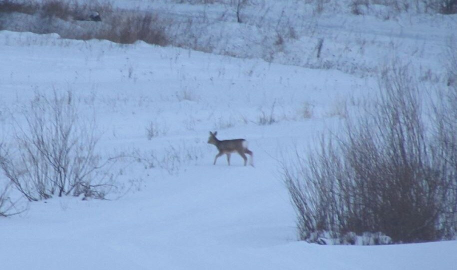 Субботняя зарисовка из сельской местности