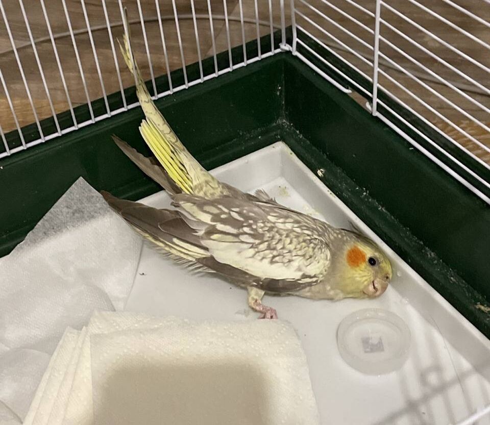 18 июня 2023. С разрешения Анны, хозяйки Шуршуни.