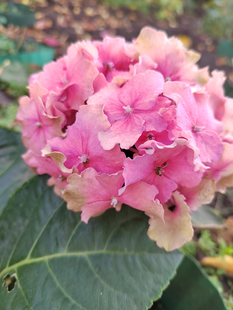 Крупнолистная гортензия сорта Пинк эльф 