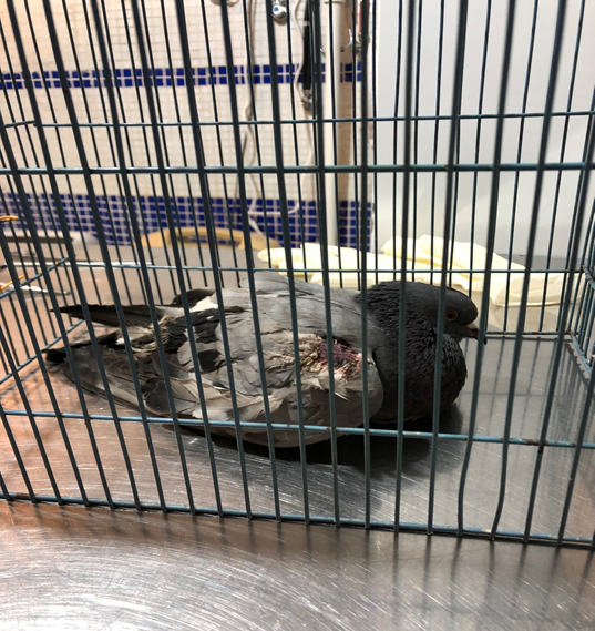 Фото автора. Мой гулечка.