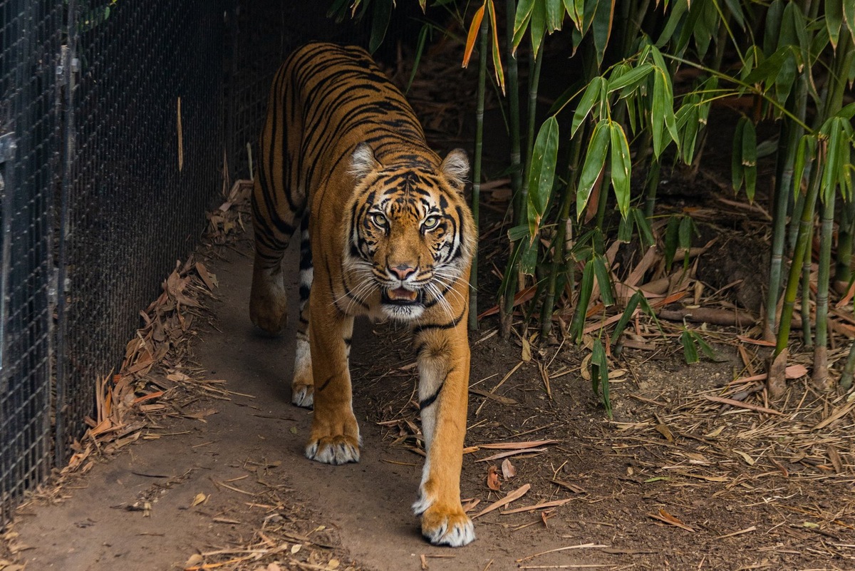    Рассказываем о всемирном каталоге, который стал основным инструментом оценки состояния биоразнообразия на планете