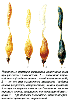 Кишечник пчёлы при падевом токсикозе справа.