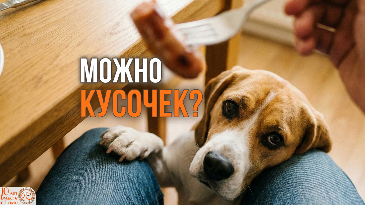 Та самая вселенская печаль в глазах – это не голод и не любовь. Это 33 тысячи лет эволюции, заточенные под взлом вашего сердечка. | Иллюстрация: DogSelf