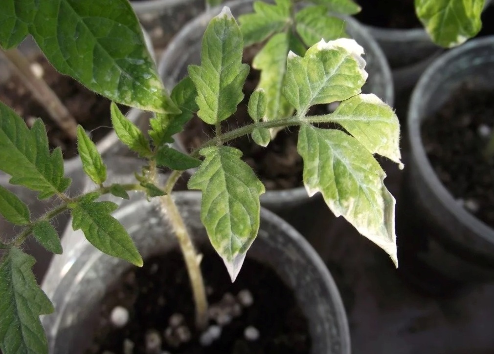 Рассада томатов