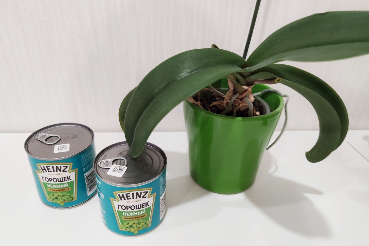 Фотосессия горошка за 57,5₽