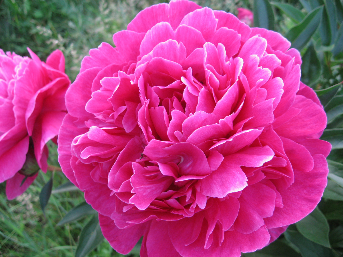 Очень яркий пион - как раз под настроение!