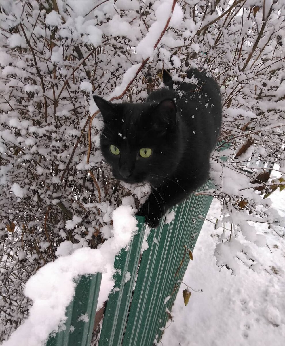 У нас валит снег. Брянская область. Кусик любит сугробы.