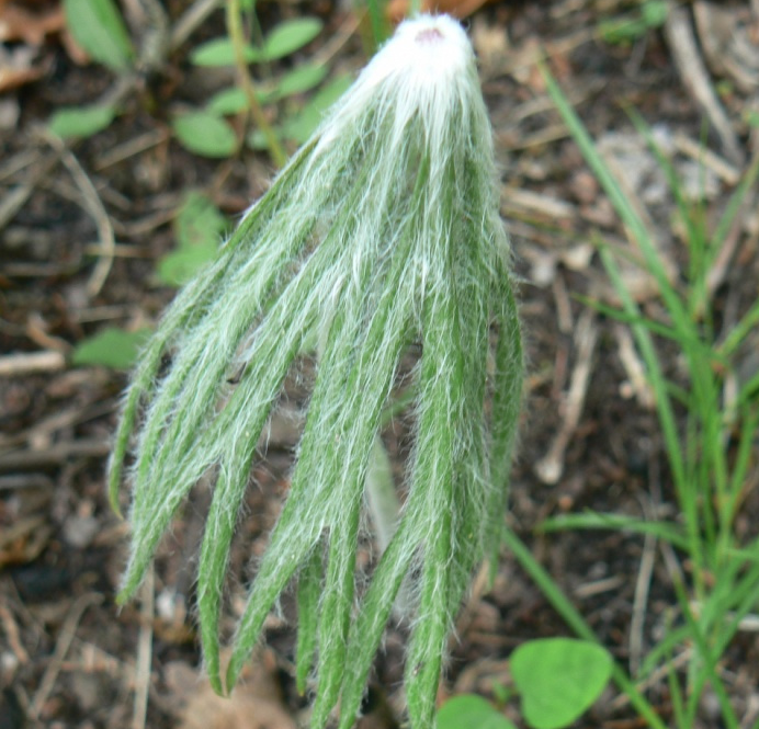 фото Плантариум