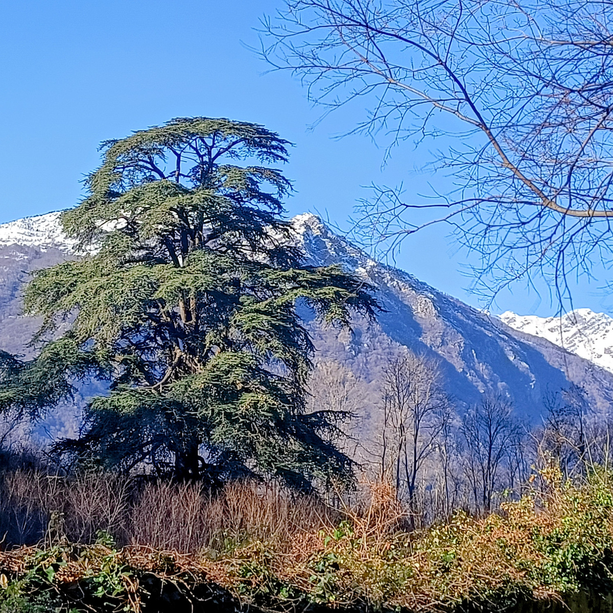 Легендарный кедр . Дорога к замку Moltalto Dora. Пьемонт. Италия. Фото автора 
