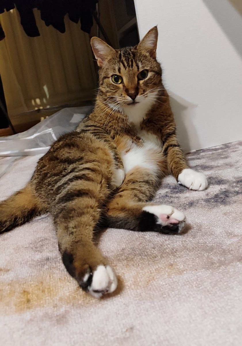 Привет и благодарность от котика Алекса 😽