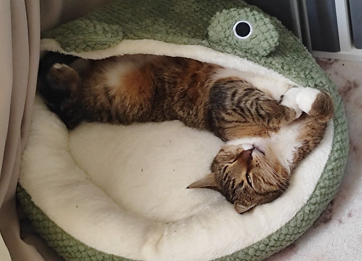 Алекс даже когда спит всё равно начеку, ведь в доме есть малыш 💚