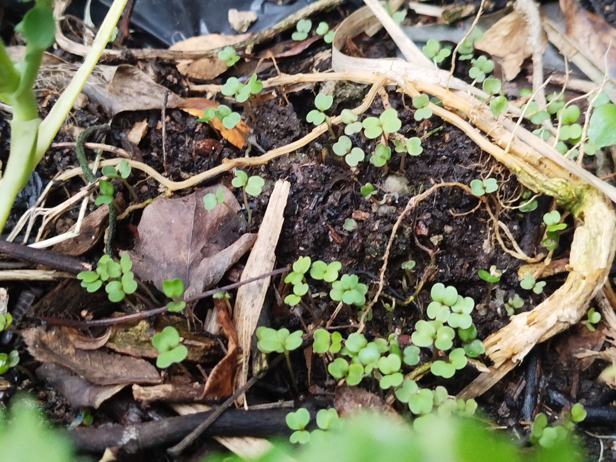Фото автора. Многочисленные семена сажаю густо, потом прореживаю, используя ростки в качестве микрозелени.