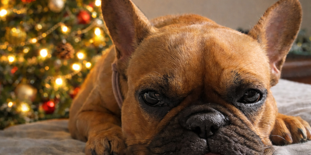 Как французский бульдог “отметил” со мной Новый год (я всё ещё в шоке)
