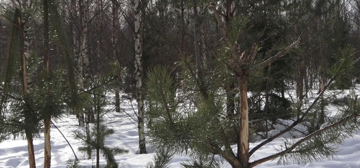 лоси обгрызли кору сосны