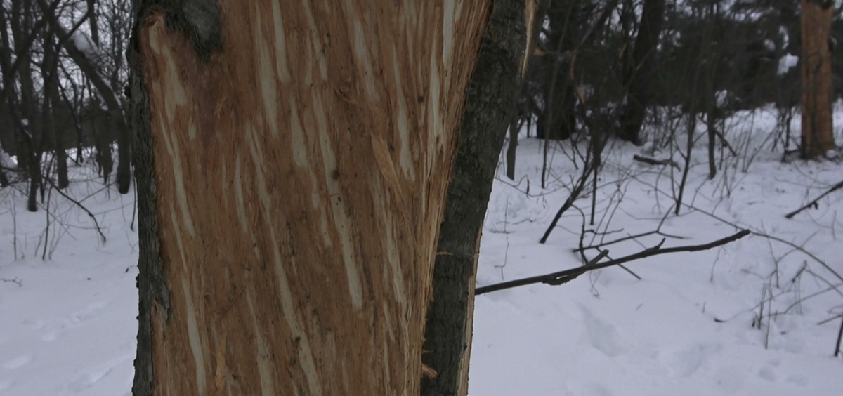 а тут осины