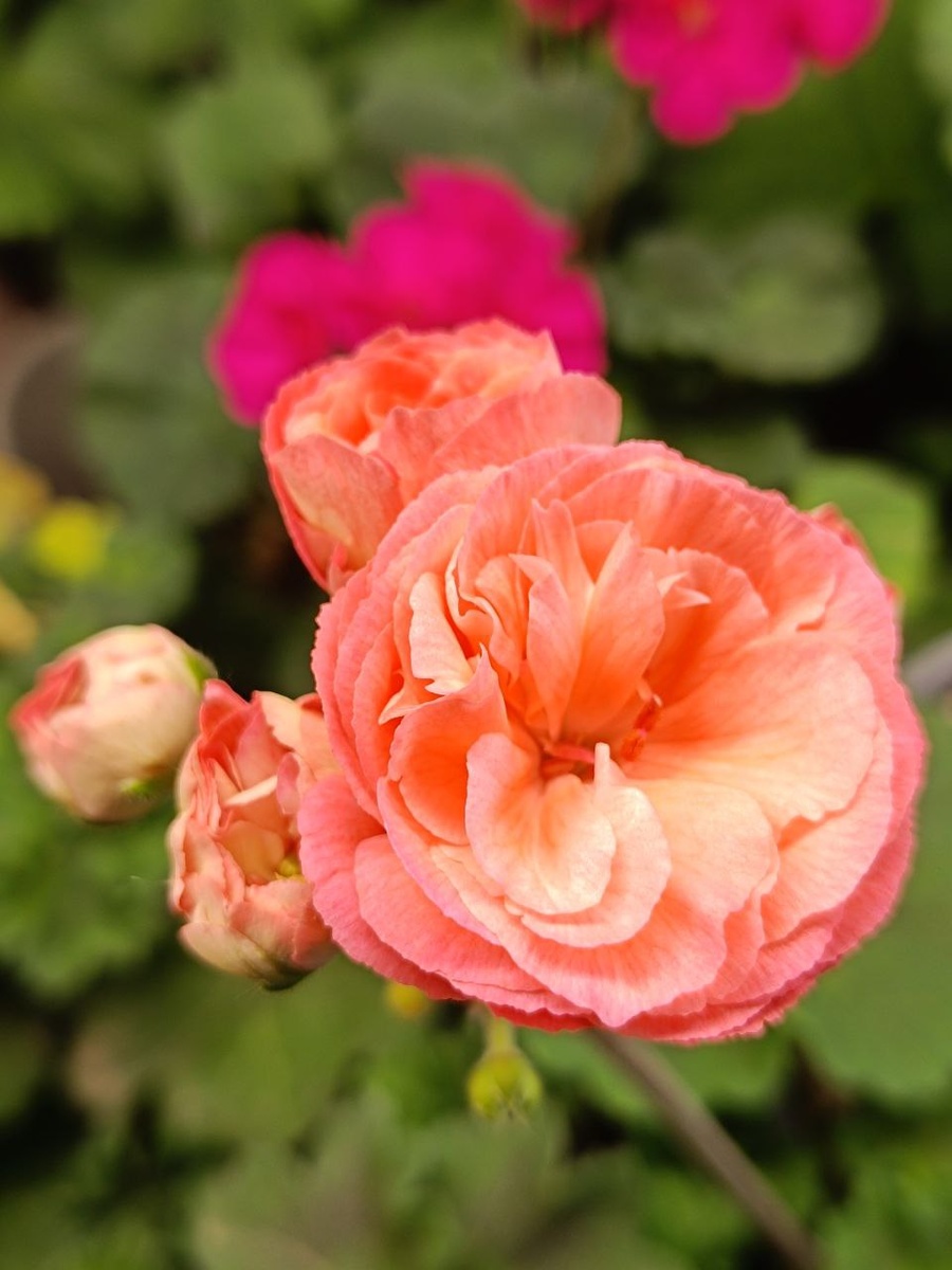 Полу-роспуск ЮВ Луксор. Это под лампой такой золотистый оттенок