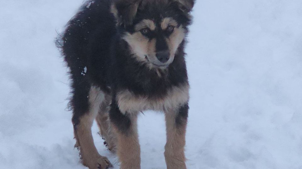 Щенок, который выбрал нас, или три метра до дружбы