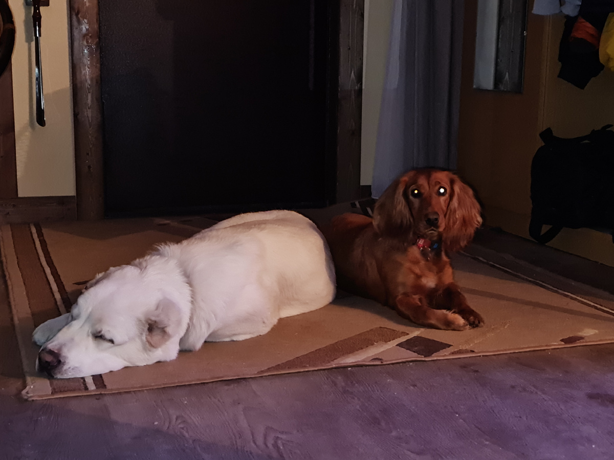 2022 год: Ричард еще щенок, Берри - мудрый учитель