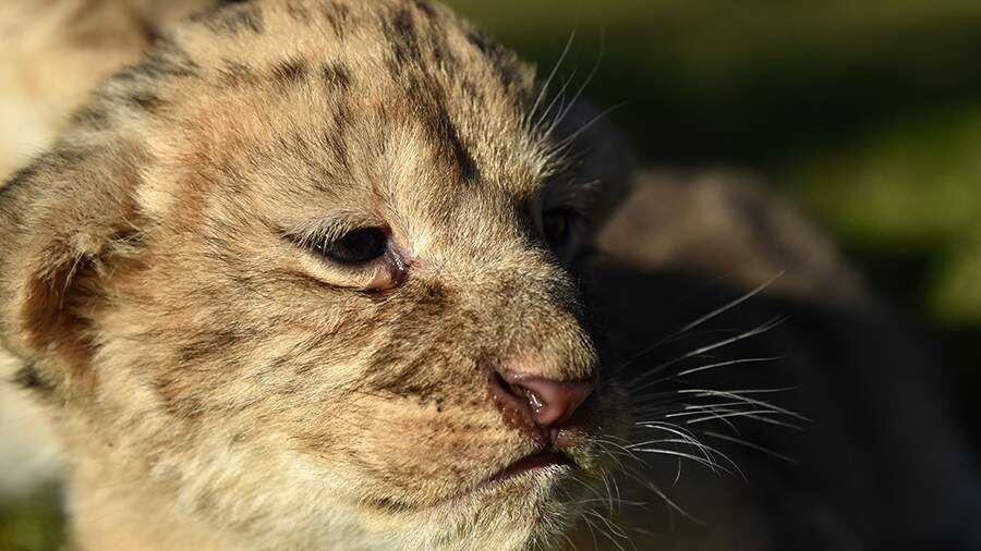    Фото: ИЗВЕСТИЯ/Александр Полегенько