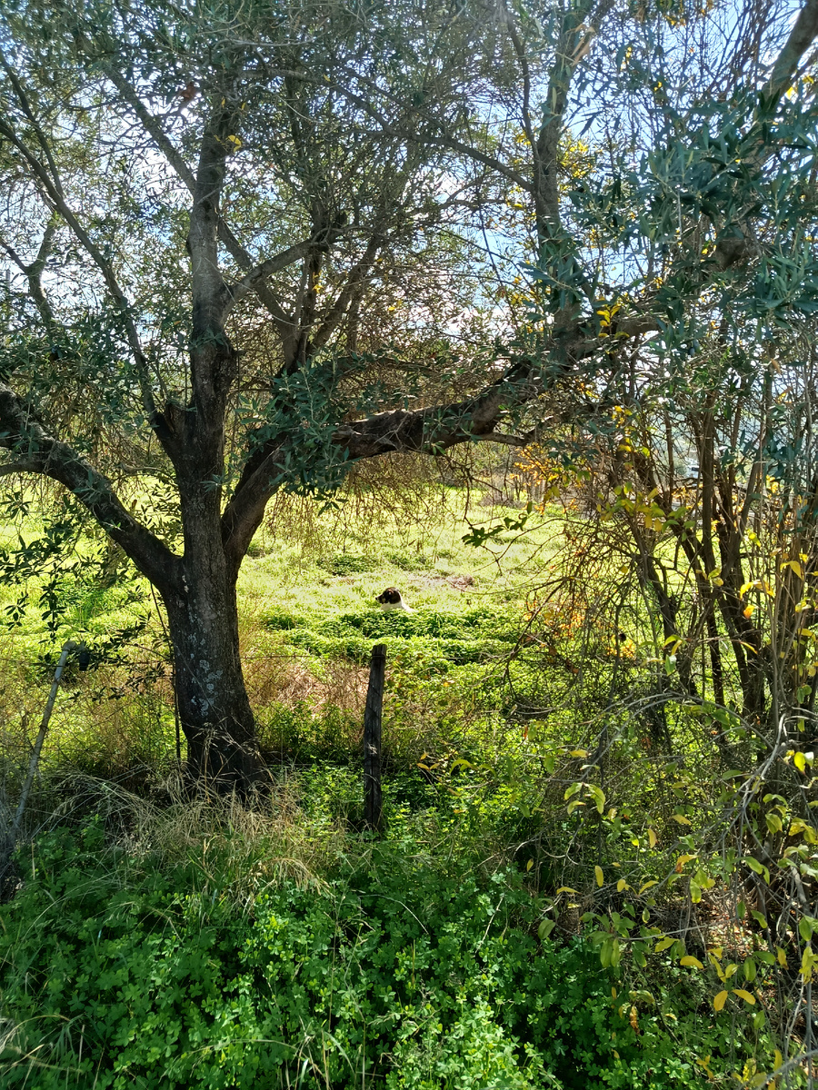 Эдип. Он хотел дом. И хотел быть главным.