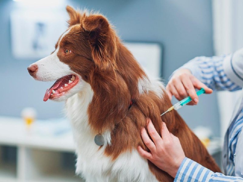    Фото: istockphoto.com/macniak