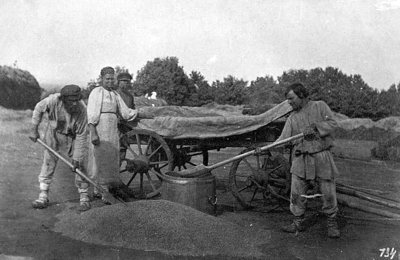 Крестьяне грузят зерно в телегу навалом