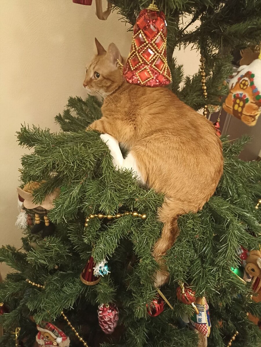 Вот так обычно проходит празднование Нового года у наших котов)) 