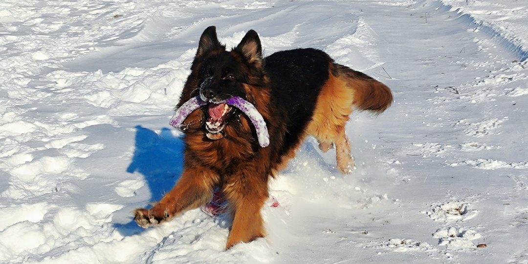 С Новым годом, друзья‑собачники!