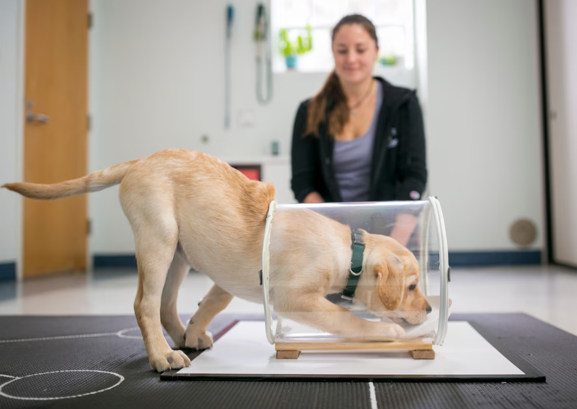 Исследователи проверили способность щенков к самоконтролю, научив их подходить к открытому концу непрозрачного цилиндра. Затем, используя прозрачный цилиндр, щенки должны были сопротивляться желанию взять видимое лакомство и помнить о необходимости обойти цилиндр с противоположной стороны.