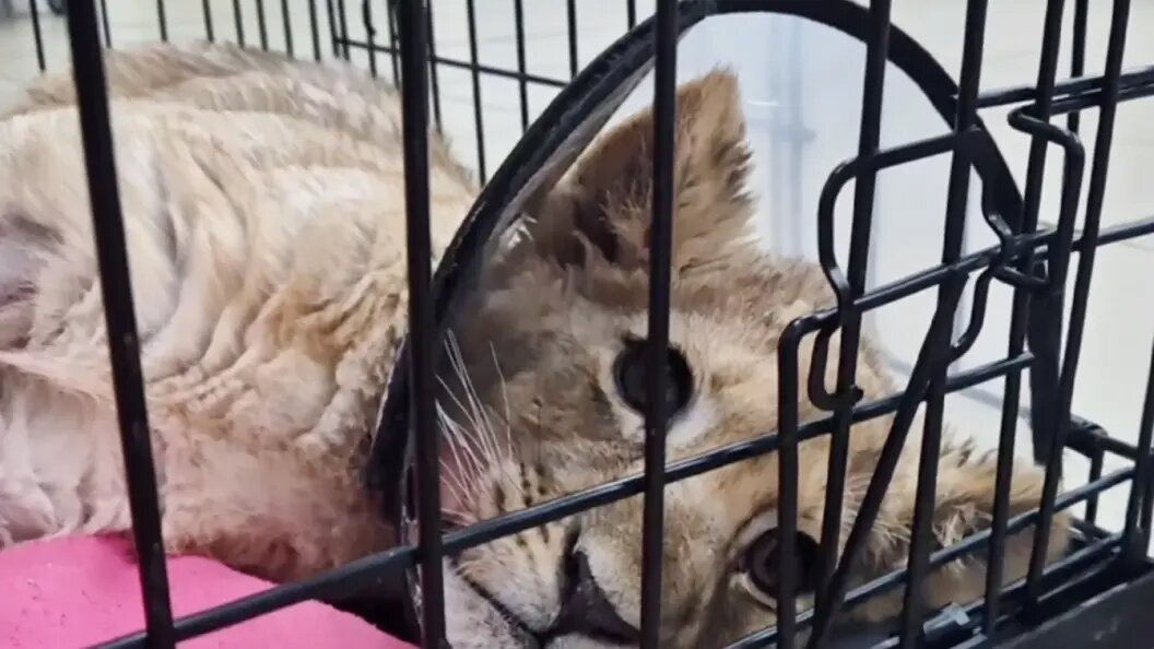    Львица находится под присмотром специалистов в зоопарке. Фото: телеграм-канал "Земля прайда"