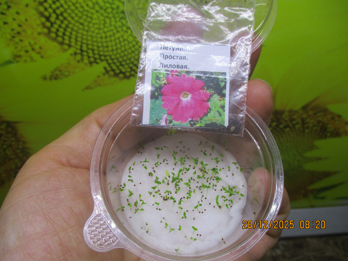 Бесплатные семена петунии со 100% всхожестью может получить каждый заказчик.