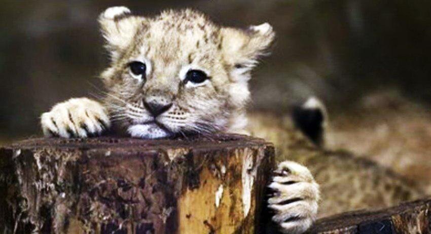    Photoagency Interpress/Global Look Press