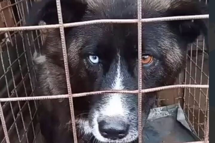    Фото:Комсомольская-на-Амуре межрайонная природоохранная прокуратура