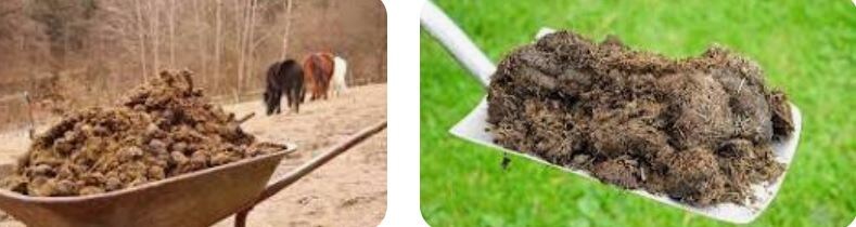 Фото 3 - конский навоз. Фото 4 - коровий навоз. Фото из открытых источников