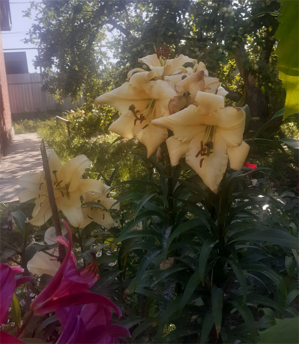 МОИ ОТ-ГИБРИДЫ С БОЛЬШИМИ ЦВЕТКАМИ.