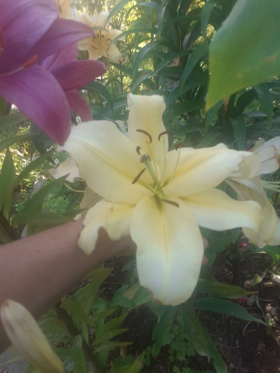 СОРТ ХАНИМУН.ОТ-ГИБРИД.