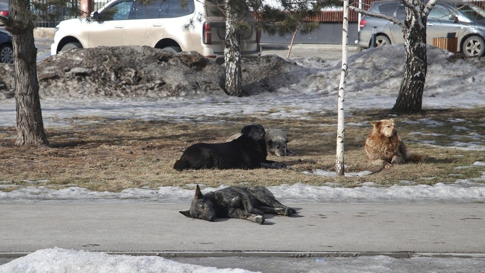 В Красноярском крае бездомные собаки вновь напали на ребенка