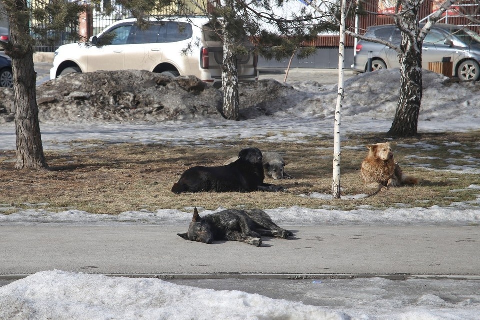    В Красноярском крае бездомные собаки вновь напали на ребенка ИВАНОВА Диана