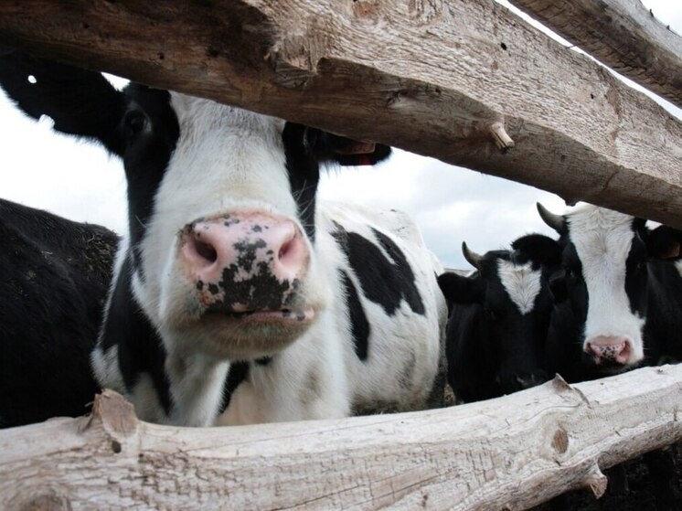     Фото: архив МК в Хакасии