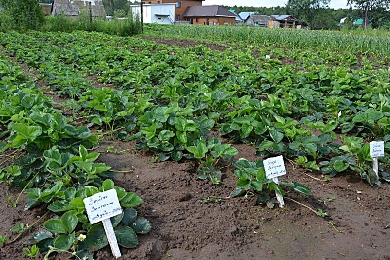    Фото сайта Минсельхоза России admin